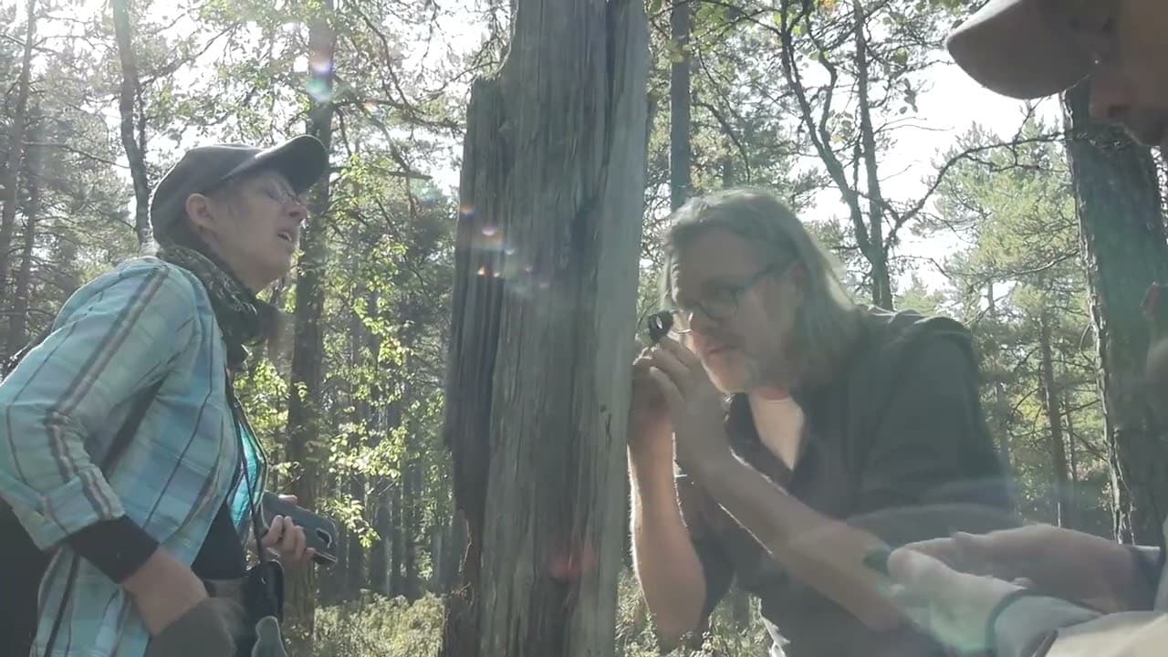 Bild från youtube-video